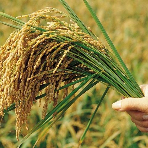 厂家** 早熟高产优质水稻 水稻种子